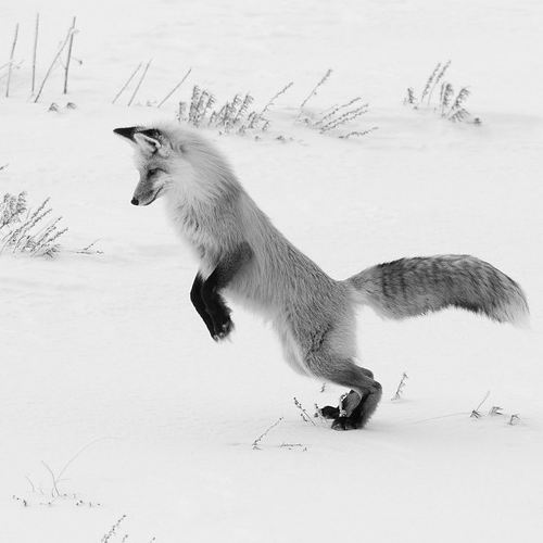 jumping fox